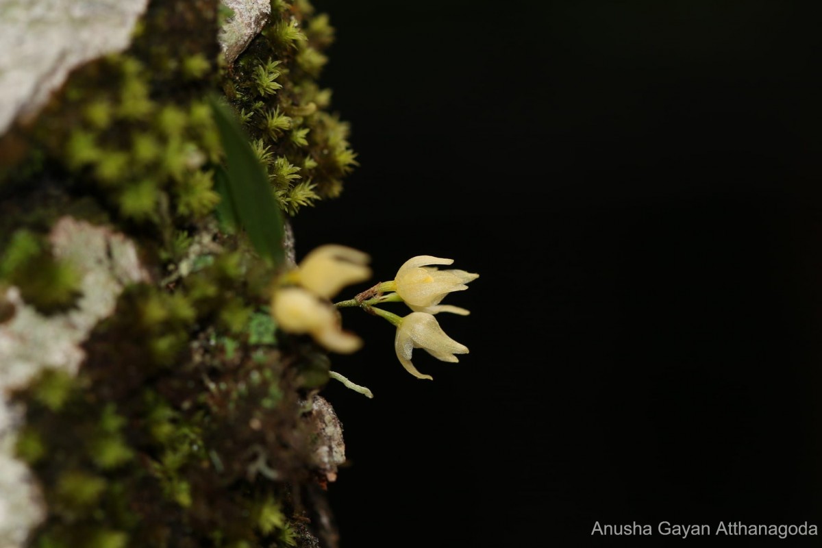 Bulbophyllum maskeliyense Livera